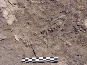 Resti di pesce vecchi di diecimila anni rinvenuti durante lo scavo del sito archeologico di Al Khiday