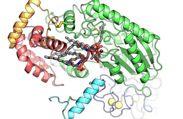 AOAH-LPS_2-protein-structure.jpg
