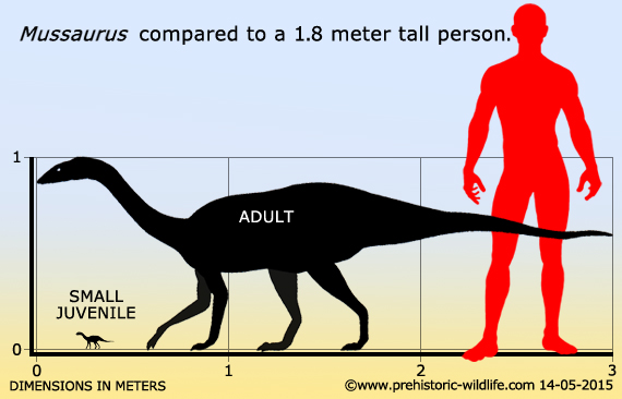 mussaurus1