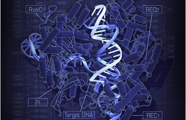 Crystal_Structure_of_Cas9_in_Complex_with_Guide_RNA_and_Target_DNA.jpg