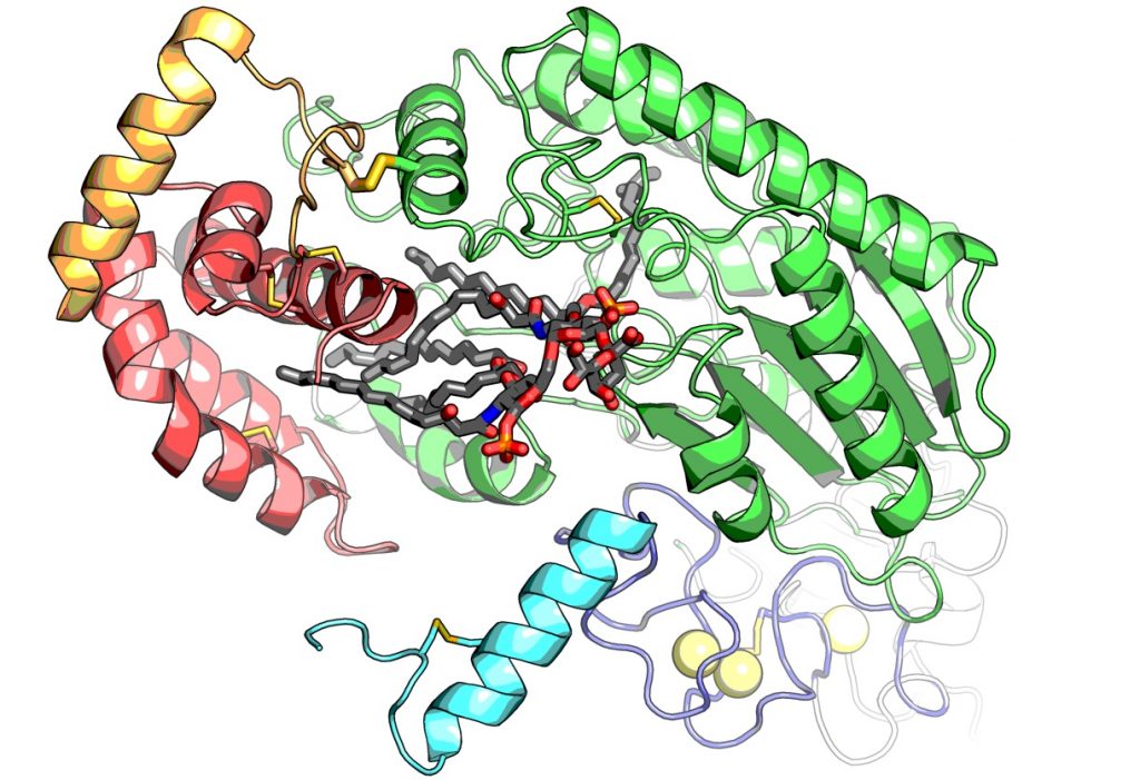 AOAH-LPS_2-protein-structure.jpg