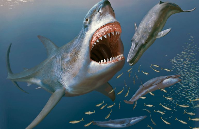 Megalodon-Megalodonte-Francesca-Reinero.jpg