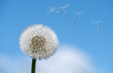 dandelion-4189250_1280