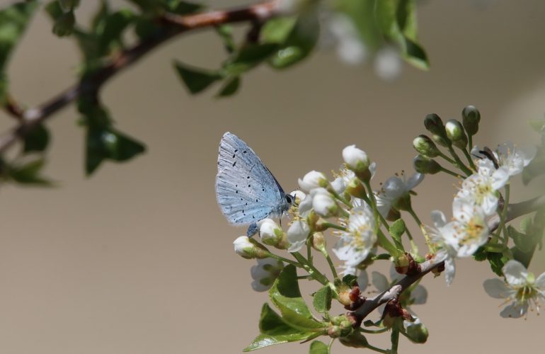 Scienza partecipata e biodiversità al Campus Luigi Einaudi