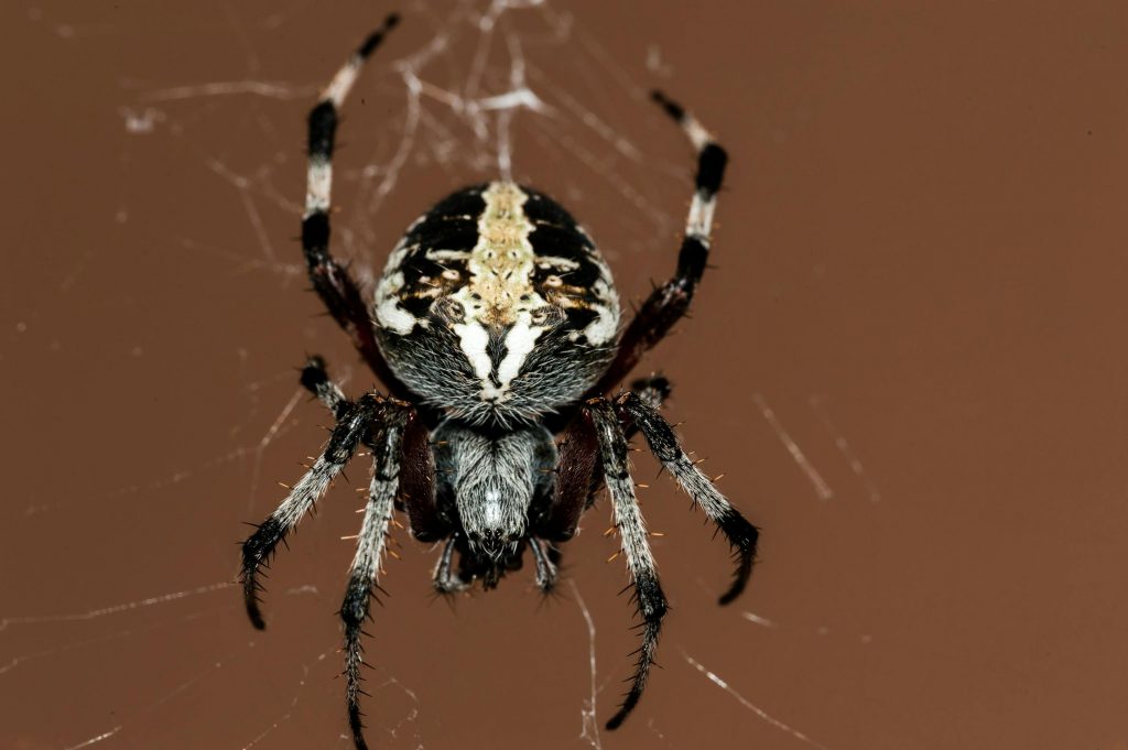 Ragni pericolosi in casa in Italia: c'è da preoccuparsi? Come riconoscerli e proteggere la tua abitazione