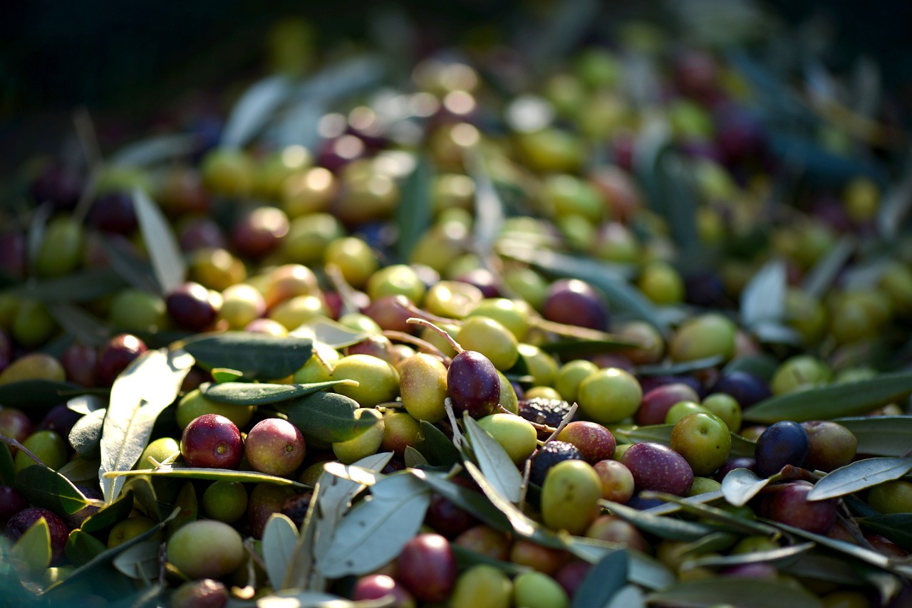 Coltivare le Ulive per Creare l'Olio Extra Vergine: Guida Completa
