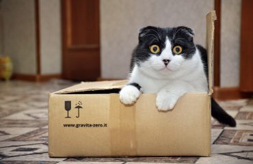 gatto schrodinger
