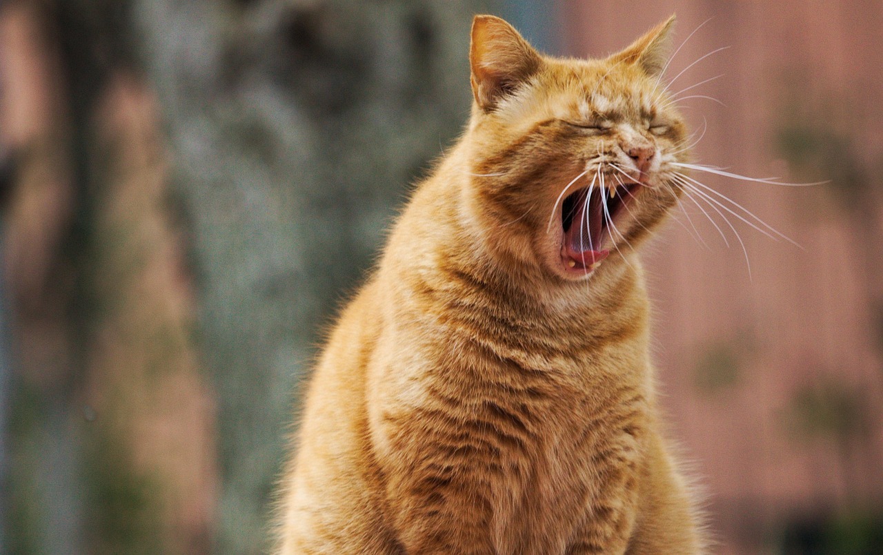 cat-4218424_1280