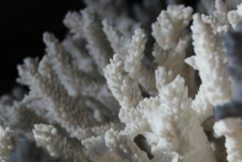 Allarme Coralli: l’84% delle barriere colpite dal peggior sbiancamento di massa della storia