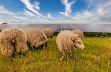 Come massimizzare il reddito agricolo con l’agrivoltaico