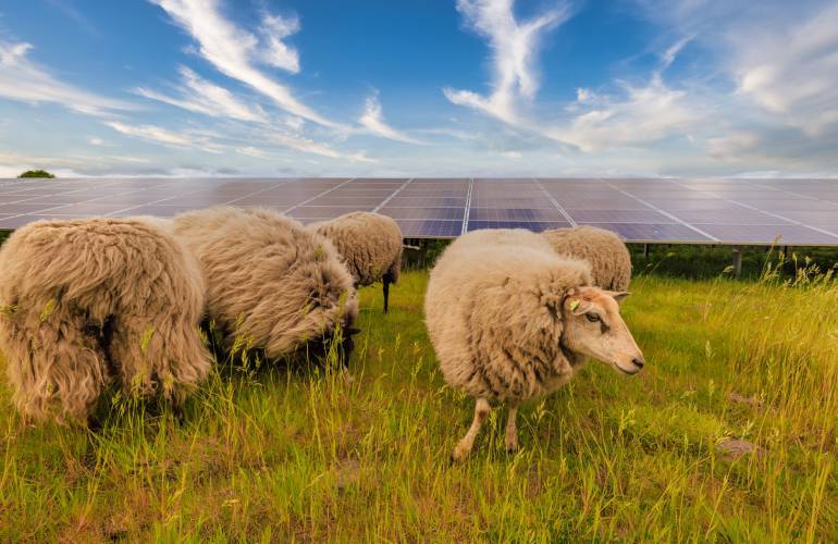 Come massimizzare il reddito agricolo con l’agrivoltaico