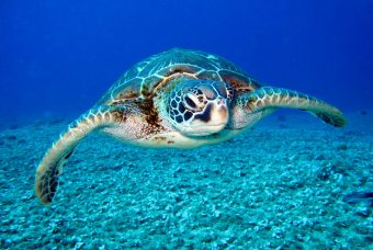 Meno dello 0,001%: quanto poco conosciamo il fondo oceanico
