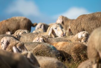 Come la Lana nel Neolitico ha aumentato la letalità