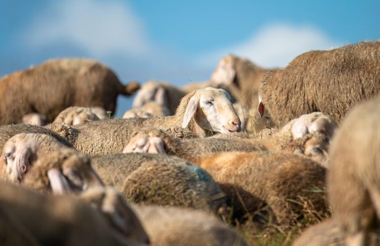 sheep-8338313_1280