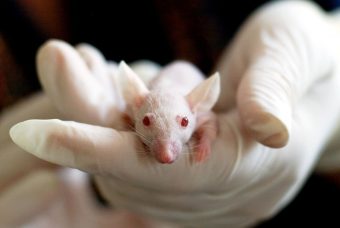Sperimentazione medica: gli animali possono essere sostituiti? Un webinar per giornalisti fa il punto sull’evoluzione della ricerca scientifica