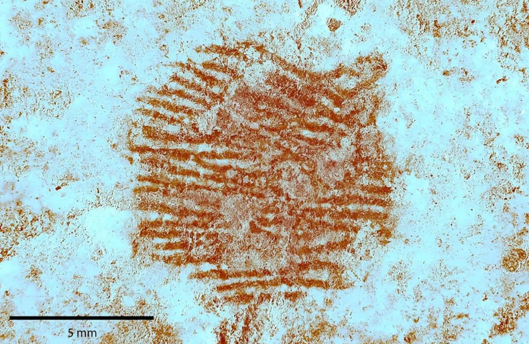 neanderthal-fingerprint-1.jpg