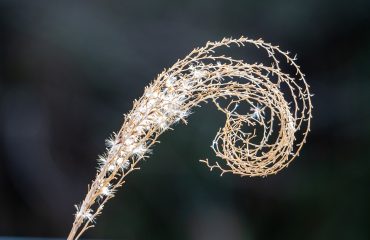 fibonacci-spiral-4720491_1280
