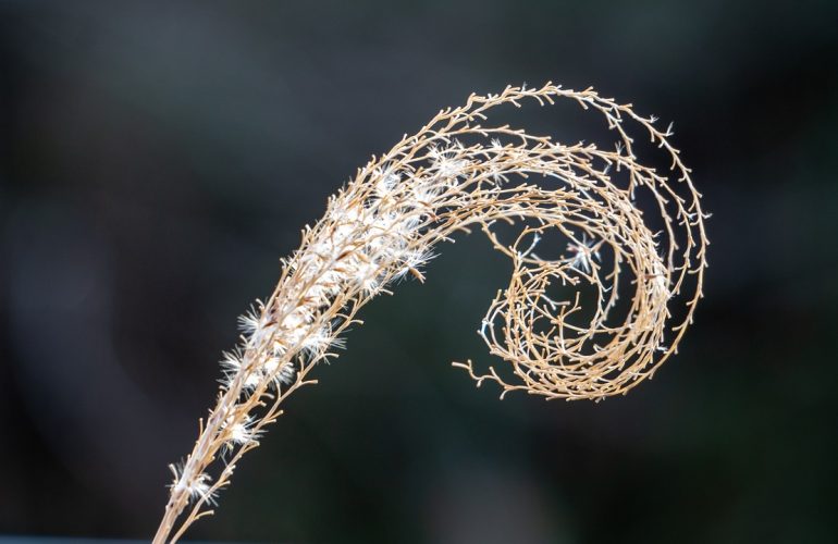 fibonacci-spiral-4720491_1280