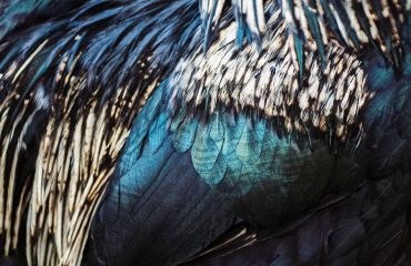 pexels-katlovessteve-736845