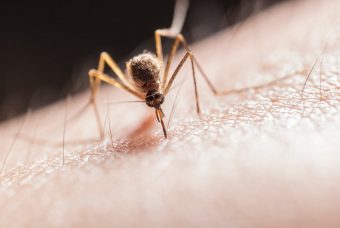 Virus West Nile in Italia: perché non dobbiamo preoccuparci (troppo)?