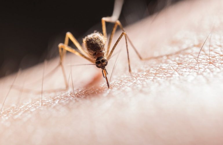 zanzara-virus-west-nile-pexels-jimbear-2382223