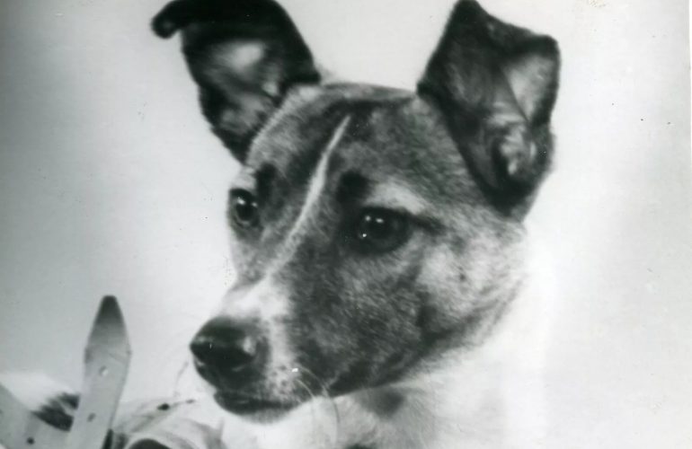 Laika_in_1957