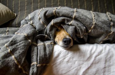 pet-club-pixabay